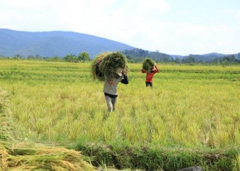 Koptan Padaidi : Terima Kasih PT. Vale Telah Membangun Irigasi Perpipaan Di Desa Kami