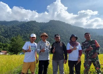 Petani Binaan PT Vale  di Morowali Kembali Panen Beras SRI Organik