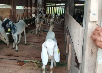 Senangnya Warga Terima Bantuan Ternak Kambing Aspirasi Legislator Badawi