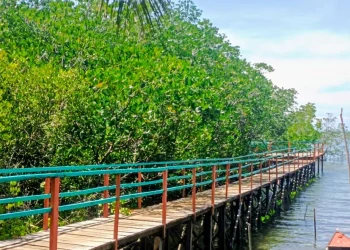 Konsistensi PT Vale Merawat Wilayah Pesisir : Mangrove Pelindung Alami, Menahan Erosi dan Abrasi di Pasi-Pasi