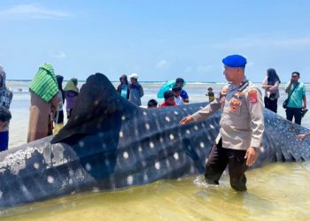 Bangkai hiu paus 9 meter terdampar di Pantai Matahora Wakatobi