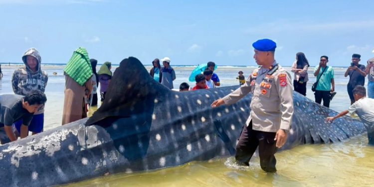 Bangkai hiu paus 9 meter terdampar di Pantai Matahora Wakatobi