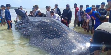 Hiu Paus 9,17 Meter Terdampar di Matahora, Diduga Sedang Hamil