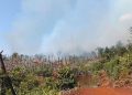 Breaking News : Sejak Pagi Hingga Malam Ini Kebakaran Lahan Lahap Ribuan Pohon Merica di Tokalimbo