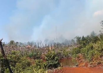 Breaking News : Sejak Pagi Hingga Malam Ini Kebakaran Lahan Lahap Ribuan Pohon Merica di Tokalimbo