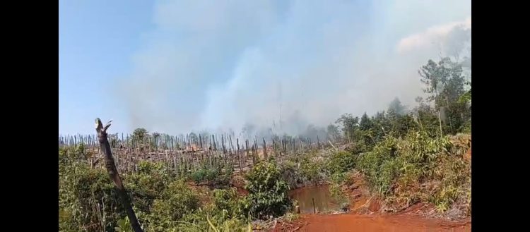 Breaking News : Sejak Pagi Hingga Malam Ini Kebakaran Lahan Lahap Ribuan Pohon Merica di Tokalimbo