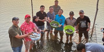Panen Kedua Teripang di Tambea Capai 12 Ribu Ekor, Nelayan Kolaka Raup Untung