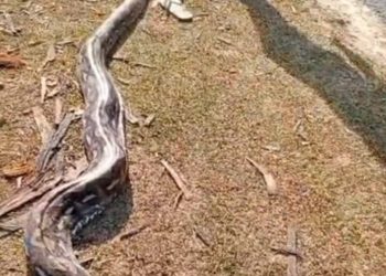 Ular piton (Pythonidae) sepanjang lima meter usai dilumpuhkan warga Desa Kolasa, Kecamatan Parigi, Kabupaten Muna, Sulawesi Tenggara (Sultra). Foto: Istimewa/Kendariinfo.com (23/9/2026)