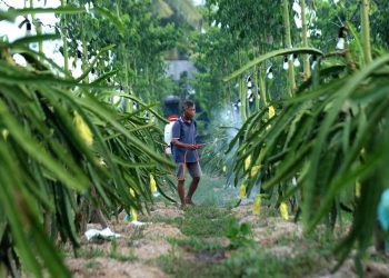 BRI Unit Pekurehua Fasilitasi Petani Akses KUR dan Layanan Digital