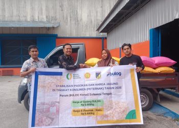 Bulog Sulteng Salurkan 1.232 Ton Jagung Pakan, Tembus 90 Persen Alokasi