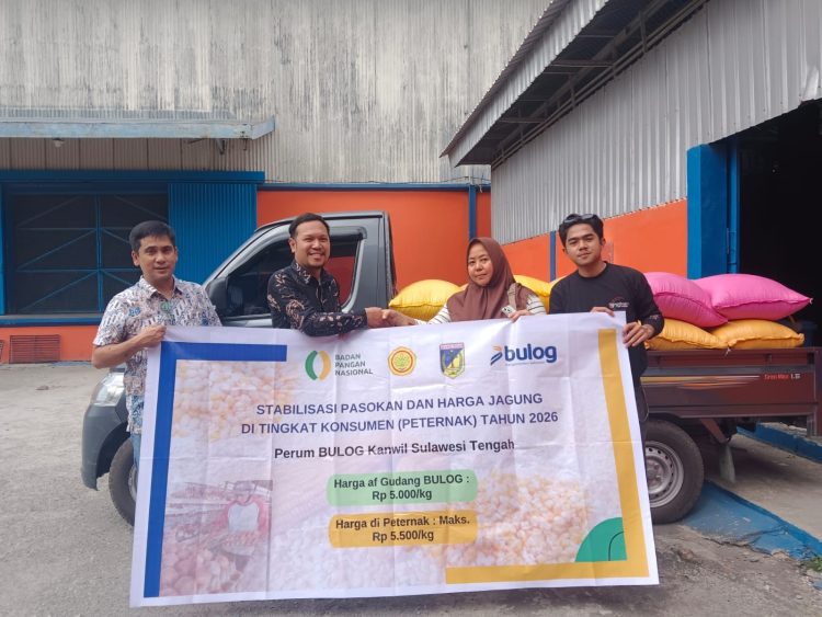 Bulog Sulteng Salurkan 1.232 Ton Jagung Pakan, Tembus 90 Persen Alokasi