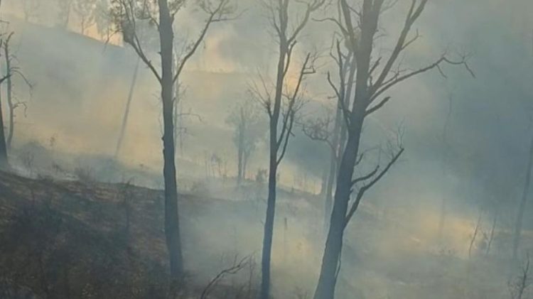 Korban Karhutla Bromo Bertambah, Relawan Sekuriti Hotel Meninggal