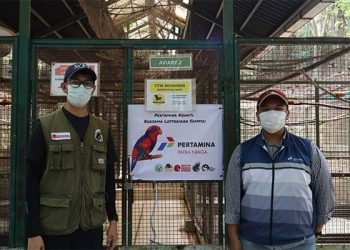 Pertamina Bitung Kembangkan Nuri Talaud Lewat Edukasi dan Penangkaran
