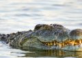 Sekuriti Tewas Diterkam Buaya di Sungai Lariang Saat Perbaiki Pipa Pasir (Lutimterkini)