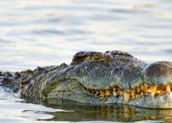 Sekuriti Tewas Diterkam Buaya di Sungai Lariang Saat Perbaiki Pipa Pasir (Lutimterkini)