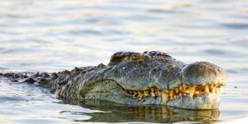 Sekuriti Tewas Diterkam Buaya di Sungai Lariang Saat Perbaiki Pipa Pasir (Lutimterkini)