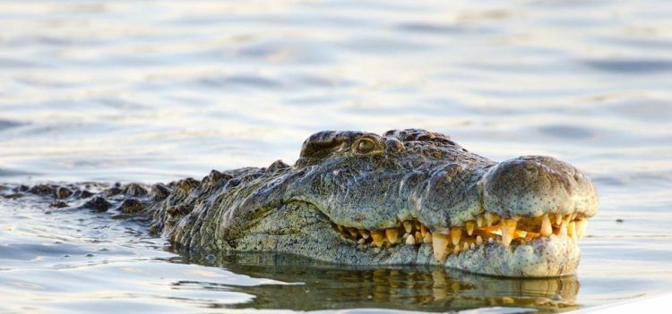 Sekuriti Tewas Diterkam Buaya di Sungai Lariang Saat Perbaiki Pipa Pasir (Lutimterkini)